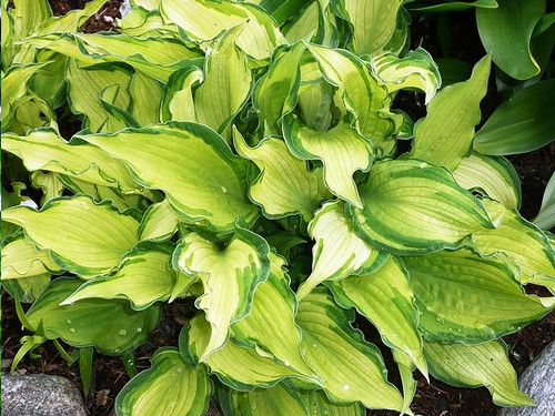 Хоста Albopicta (Альбопикта)  хоста albopicta (альбопикта)