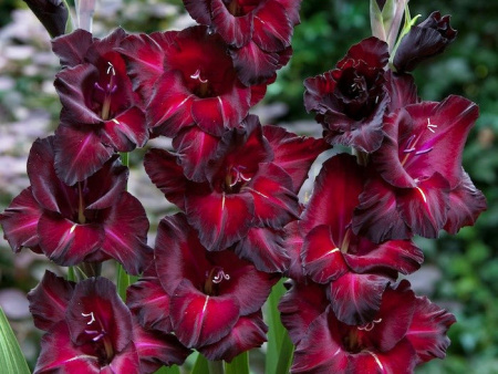 НоменклатураПрисоединенныеФайлы