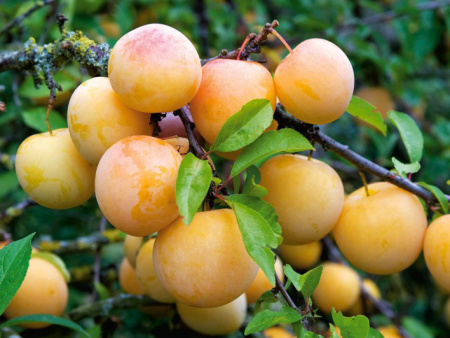 НоменклатураПрисоединенныеФайлы