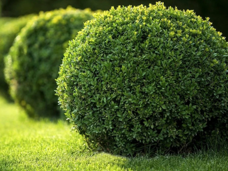 саженцы самшита