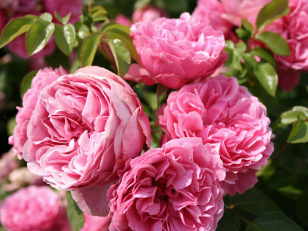 НоменклатураПрисоединенныеФайлы