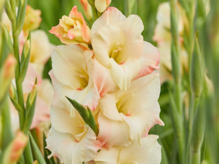 гладиолус Крем Перфекшн