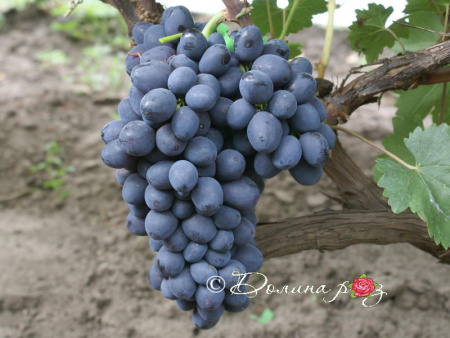 НоменклатураПрисоединенныеФайлы НоменклатураПрисоединенныеФайлы