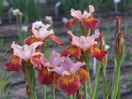 НоменклатураПрисоединенныеФайлы