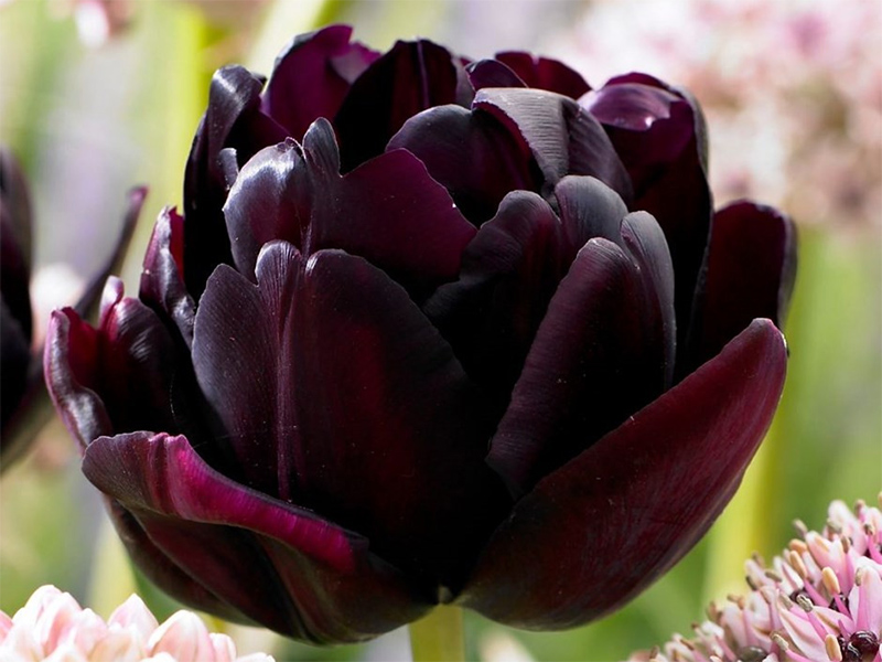 тюльпан black hero (блек хиро) 