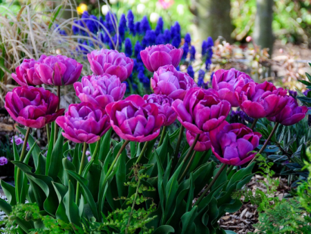 Тюльпан Диамонд1