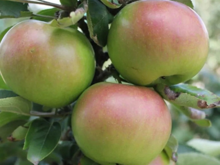 яблоня колоновидная Икша