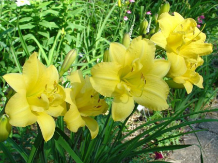 дабл кьюти с