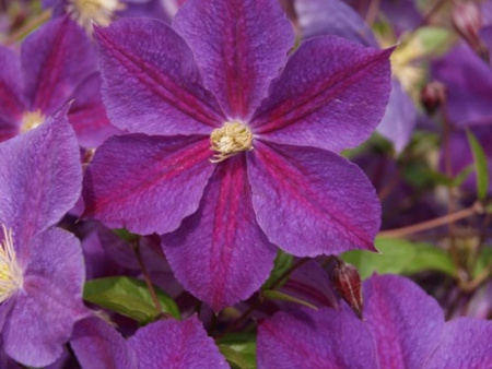 Стар оф Индия1