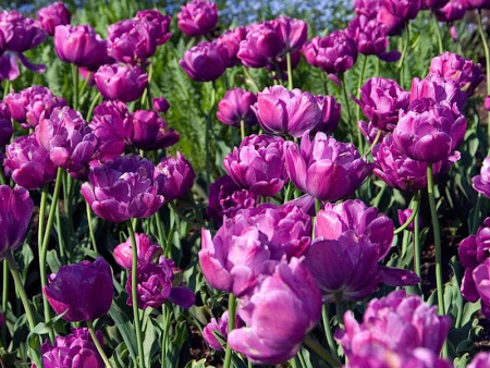 тюльпан блю диамонд1