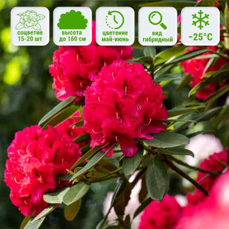 Рододендрон Марианна Фон Вайцзеккер 