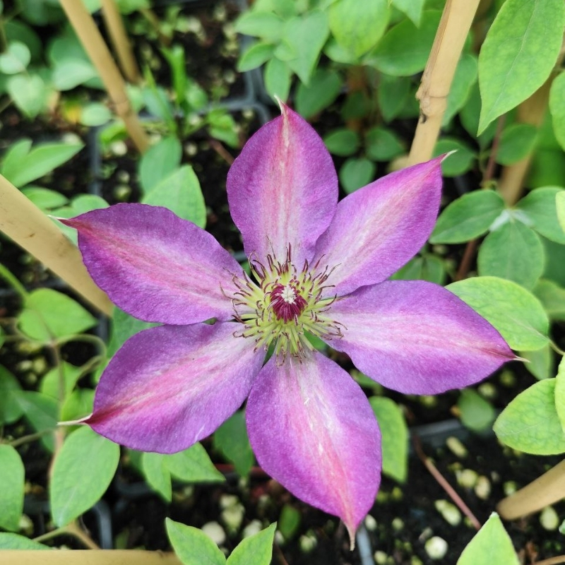 Клематис Кэтлин Данфорд фото