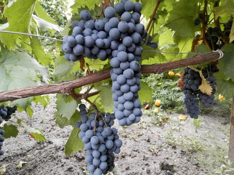 Виноград Ливадийский черный фото
