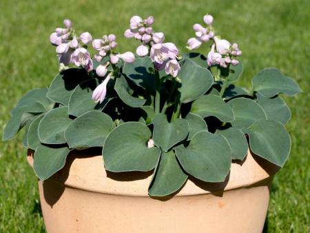 хоста Блю Маус Эрс2