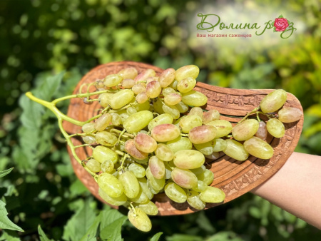 виноград преображение2