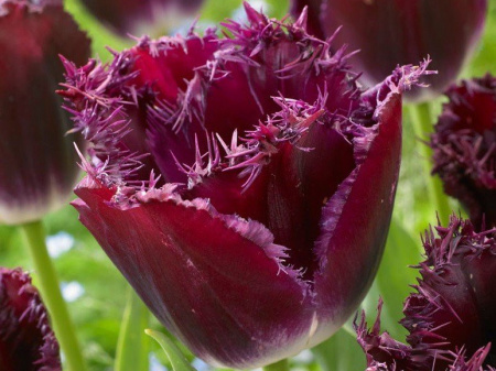 тюльпан горилла