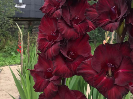 гладиолус Блек Джек