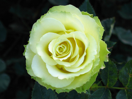 роза амандина