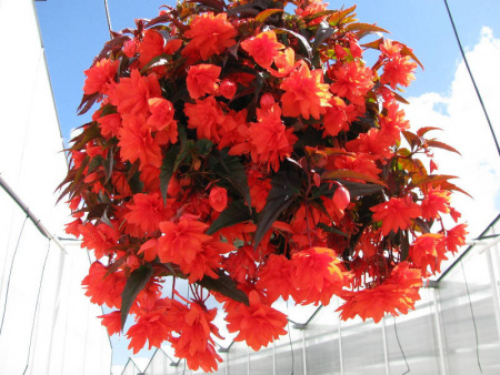 НоменклатураПрисоединенныеФайлы