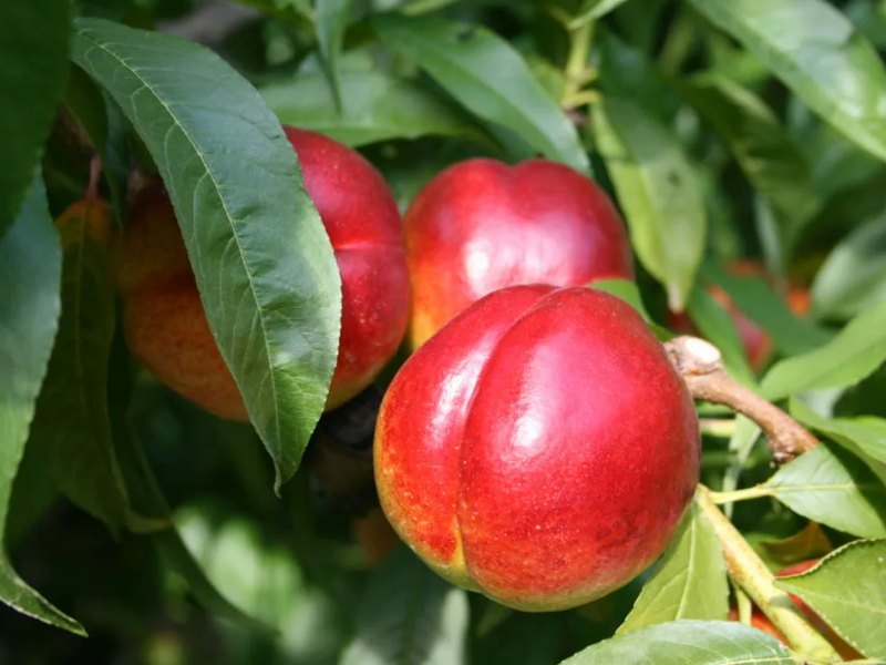 Нектарин Ред Голд фото и подробное описание зимостойких и сильных саженцев в Долине роз Нектарин Ред Голд фото