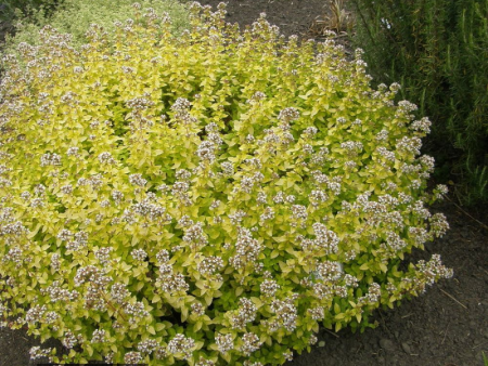 душица голд наггет2