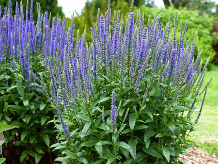 вероника блиннолистная синяя3