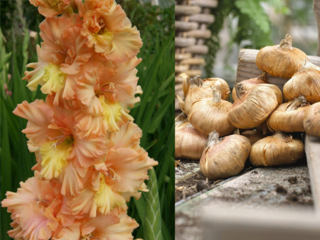 НоменклатураПрисоединенныеФайлы