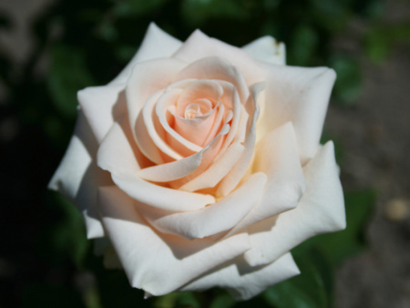 роза ла перла