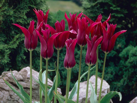 Tulip-Burgundy-2_3966_3967_3968