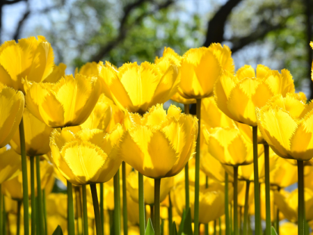 Тюльпан Кристал Стар1