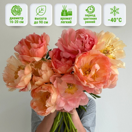 Корал сансет