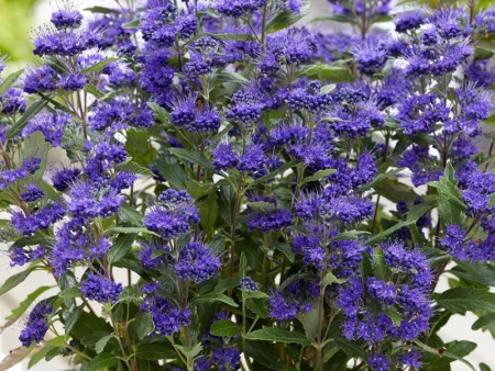 Кариоптерис кландоненский Кев Блю