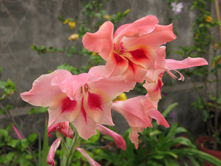 НоменклатураПрисоединенныеФайлы