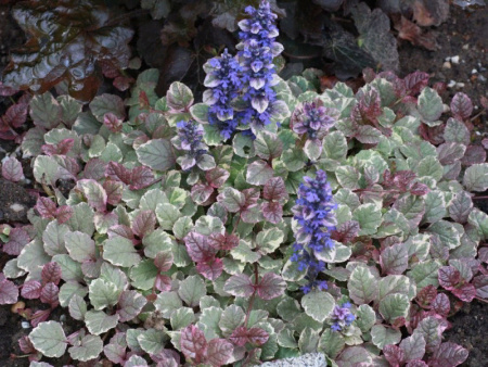 живучка бургунди глоу