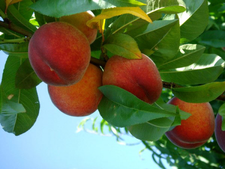 НоменклатураПрисоединенныеФайлы