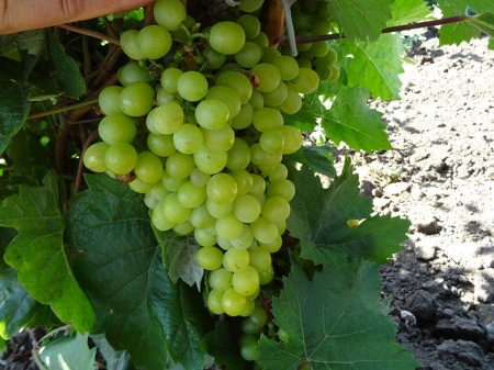 мушкет мушкет