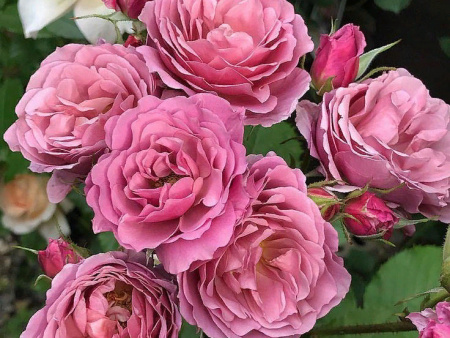 роза Aoi (Аой)