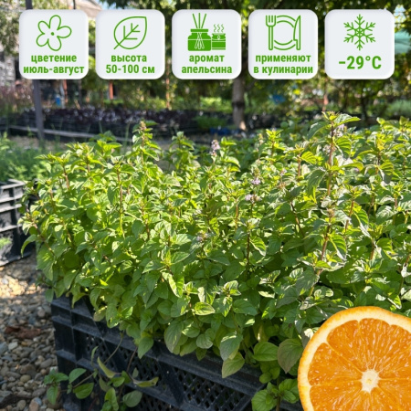 Мята Апельсин