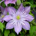 Саженцы клематиса фото, описание и отзывы в каталоге Долины роз Саженцы клематиса фото