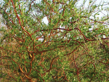 Ива белая Дартс Снейк