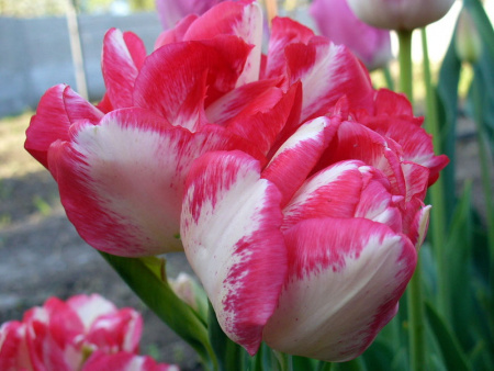 НоменклатураПрисоединенныеФайлы