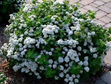 спирея березолист