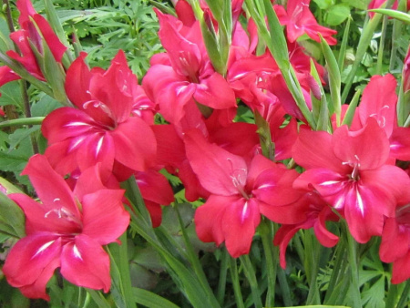 гладиолус Робинетта