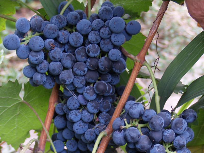 Виноград Денисовский фото и подробное описание зимостойких и сильных саженцев в Долине роз Виноград Денисовский фото