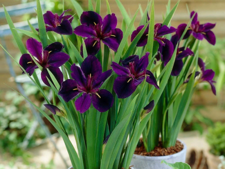 блек геймкок