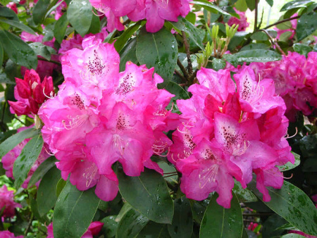 рододендрон глокер