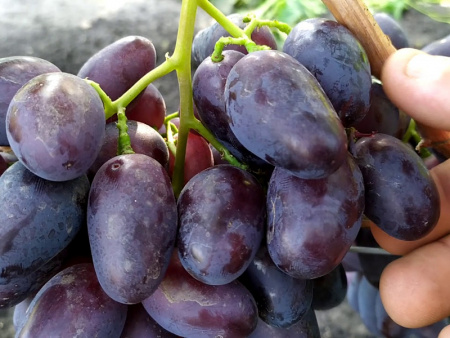 Виноград Алвика