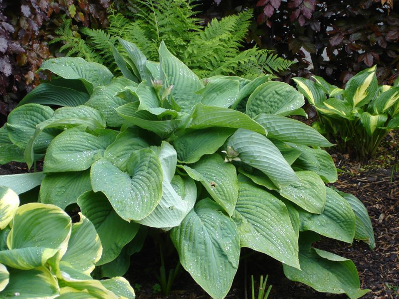 Хоста Т Рекс хоста т рекс