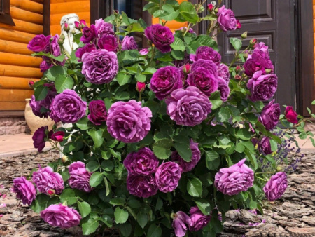 НоменклатураПрисоединенныеФайлы