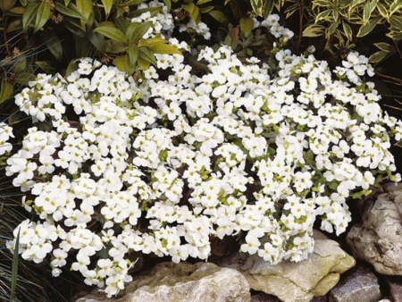 Арабис кавказский Вайт3